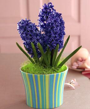 The FTD� Bounty of Spring� Planter