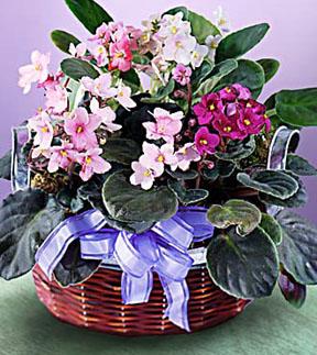 The FTD? African Violets