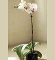 Potted Mini Orchid